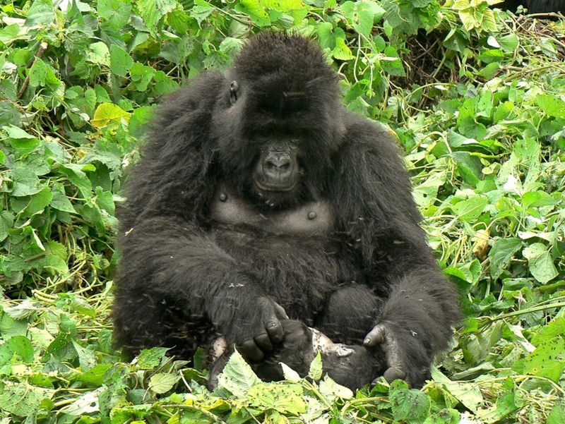 Gorillas