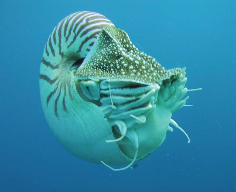 Nautilus: Spiral Shell Time Capsule