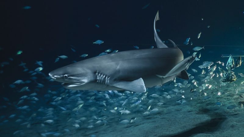 Sixgill Shark