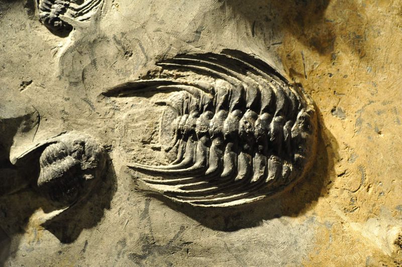 Trilobites