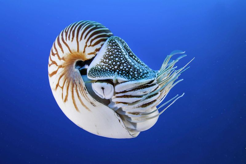 Nautilus 