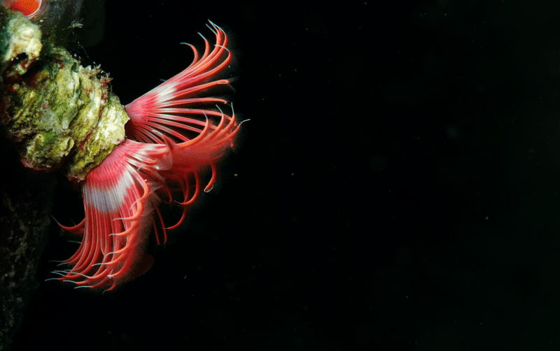 Pompeii Worms: Heat-Defying Ocean Dwellers