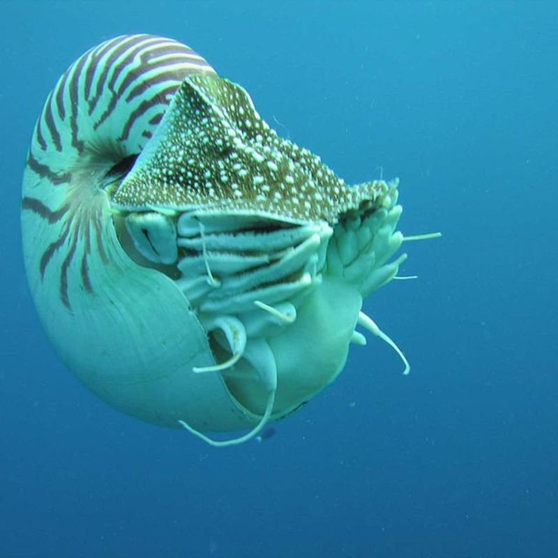 Nautilus