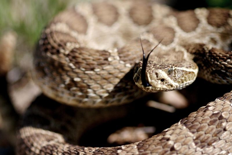 Library Book Return Rattlesnake