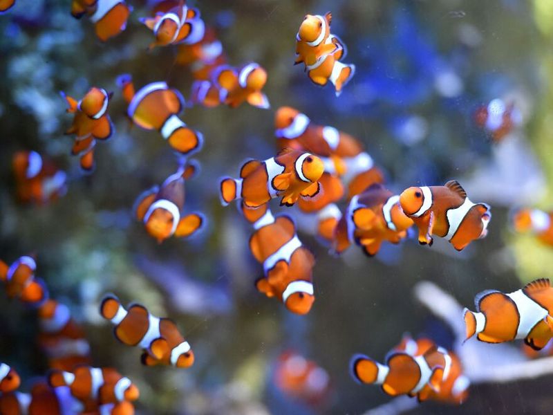 Disrupted Food Chains Lead To Malnutrition