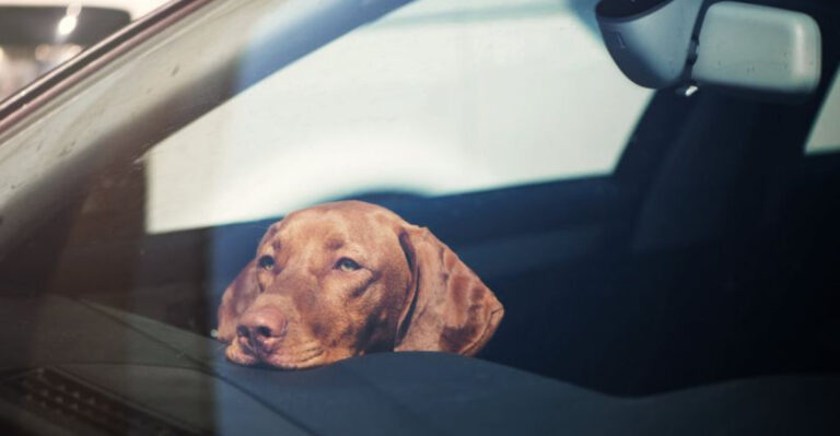 Hot Car Emergencies: What U.S. Laws Allow You To Do If You See A Pet In Danger