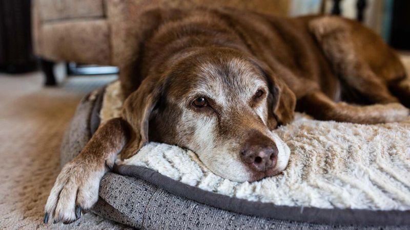 What Pet Owners Need To Do