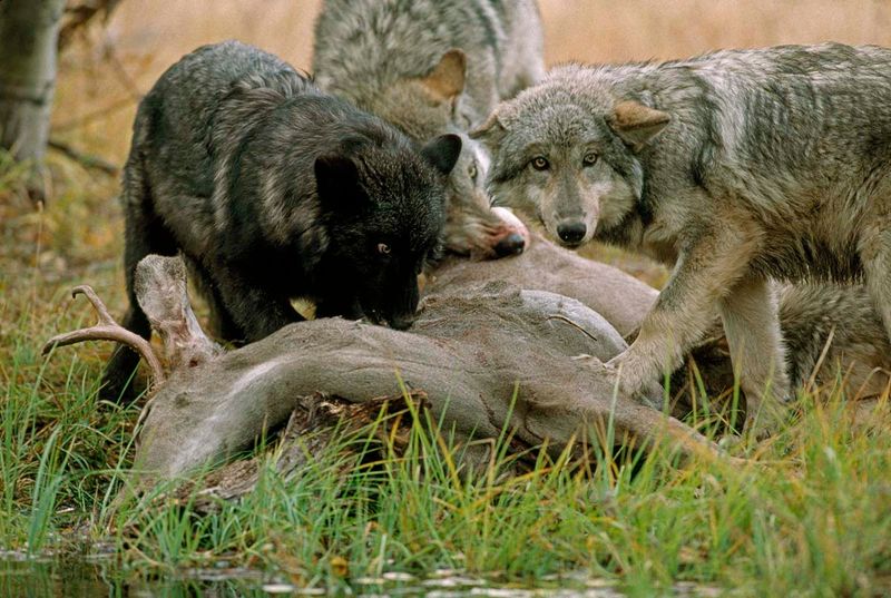 Wolves and Surplus Killing