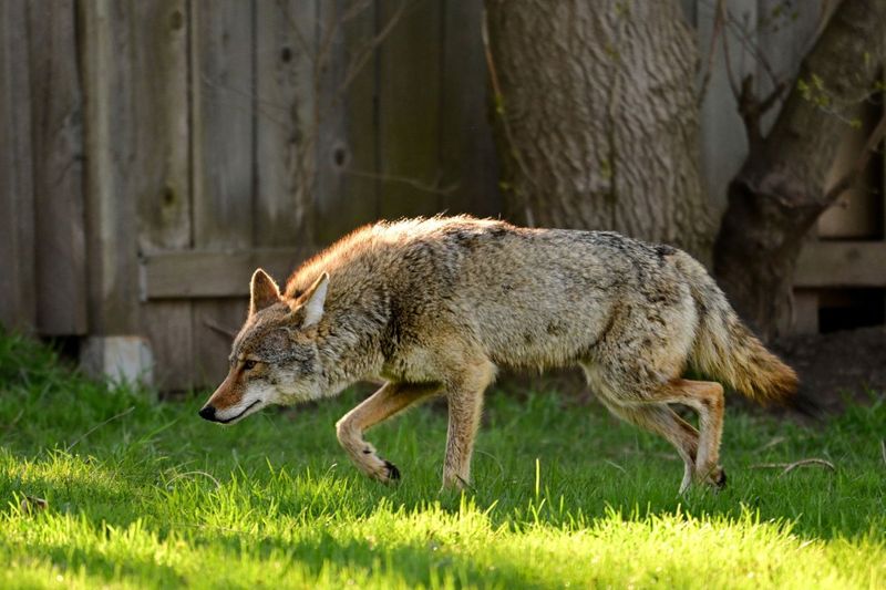 Coyotes: Urban Adapters, Not Child Snatchers