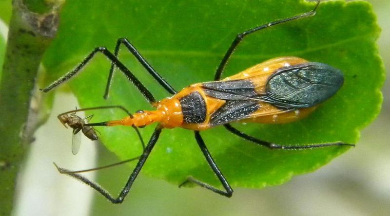 Assassin Bugs: Nature's Stealthy Hunters