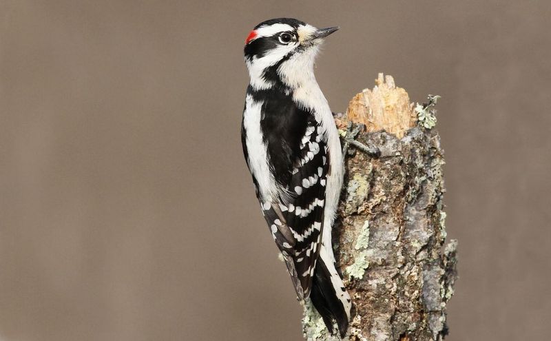 Downy Woodpecker