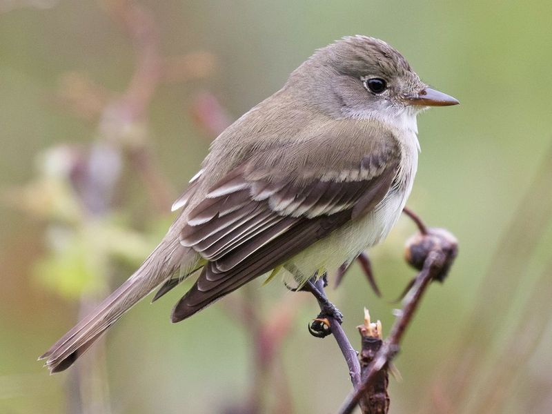 Empidonax Flycatchers - The Impossible Lookalikes