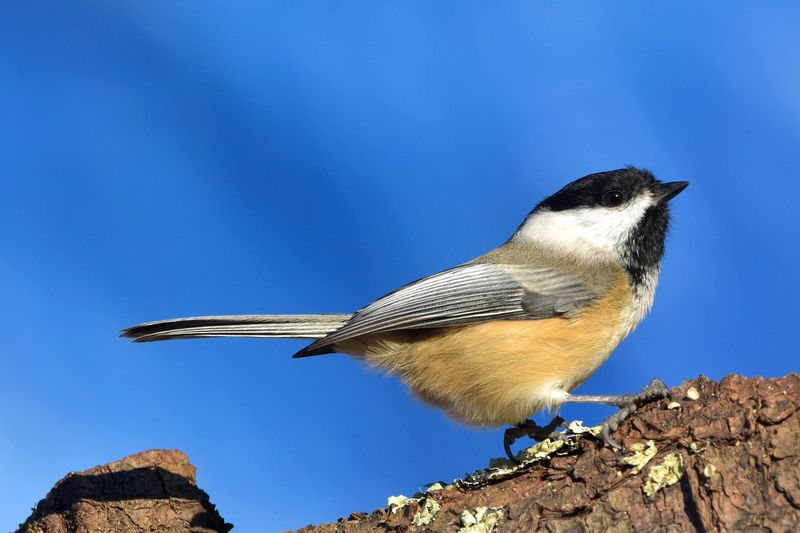 Chickadees 