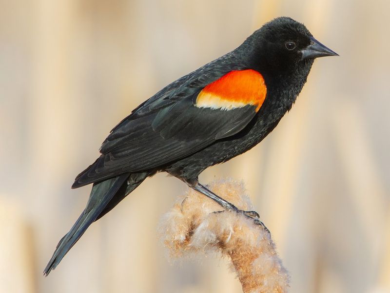 Red-winged Blackbird - The Marsh Musician