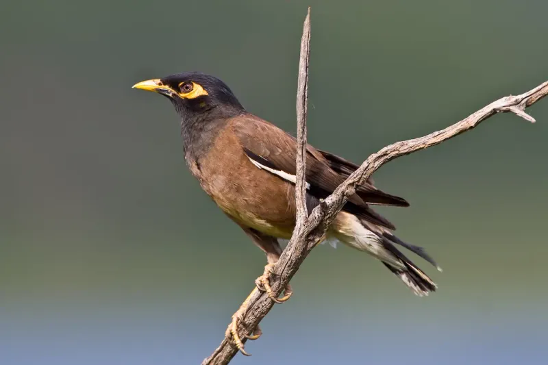 Myna Bird