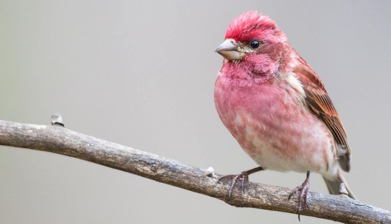 Purple Finches