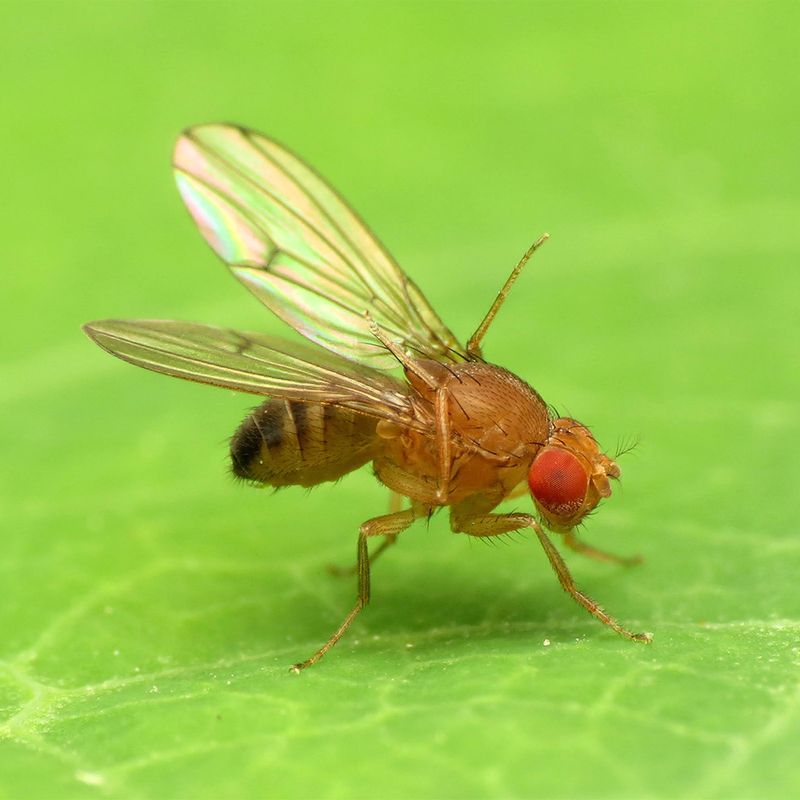 Fruit Fly – The Lab Legend