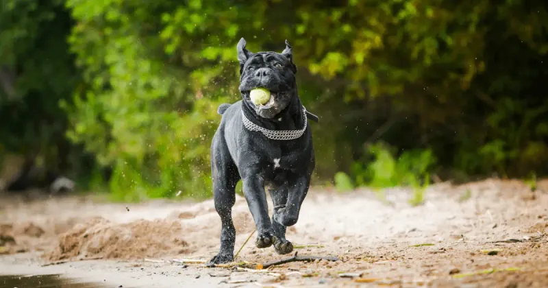 Training Requires Patience And Consistency