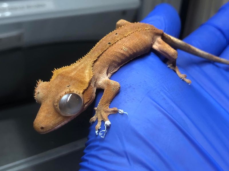 Signs Of Aging In Older Geckos