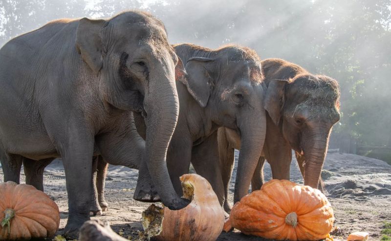 Oregon Zoo's Northwestern Noah's Ark