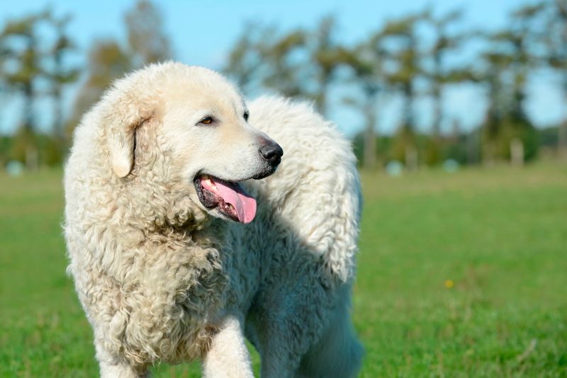 Kuvasz's Keen Instincts