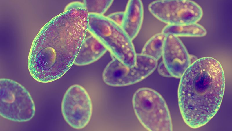 Toxoplasma gondii
