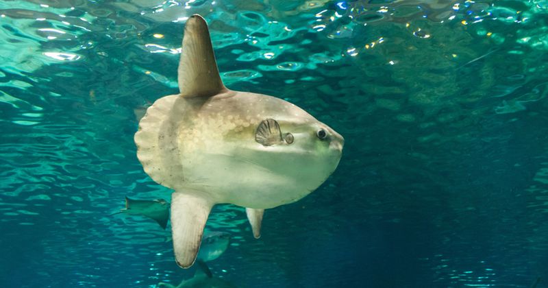 The Problem: A Lonely Sunfish At Kaikyokan Aquarium