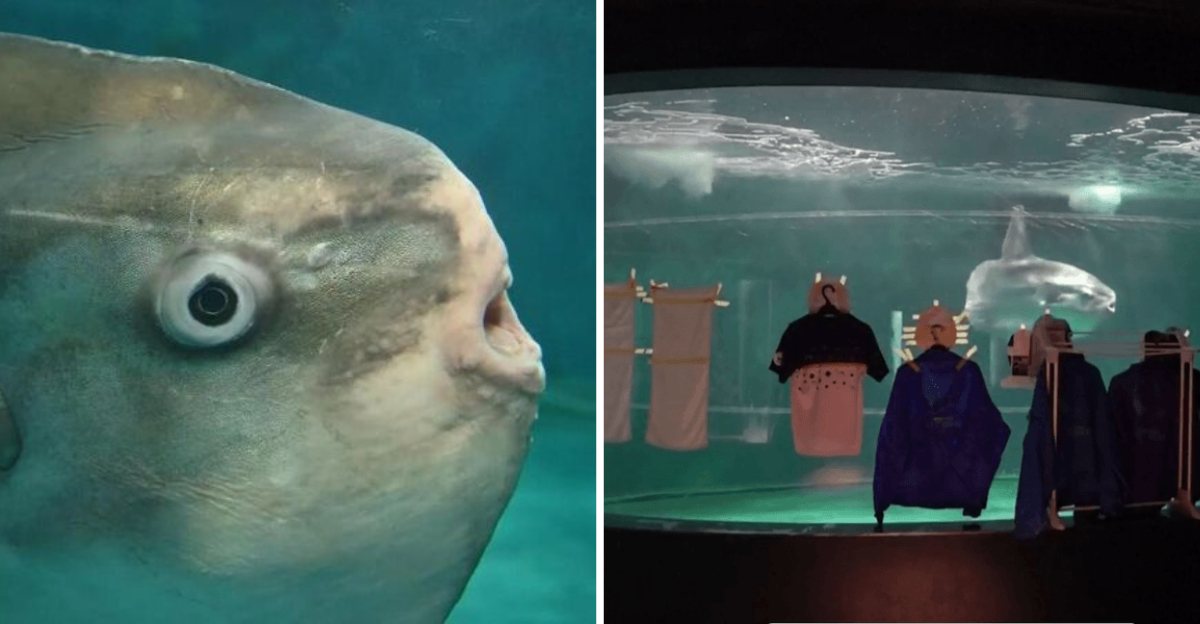 How A Japanese Aquarium Ensured The Happiness Of A Lonely Sunfish