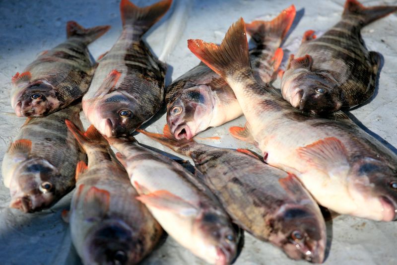 The Forgotten Suffering Of Fish In Seafood