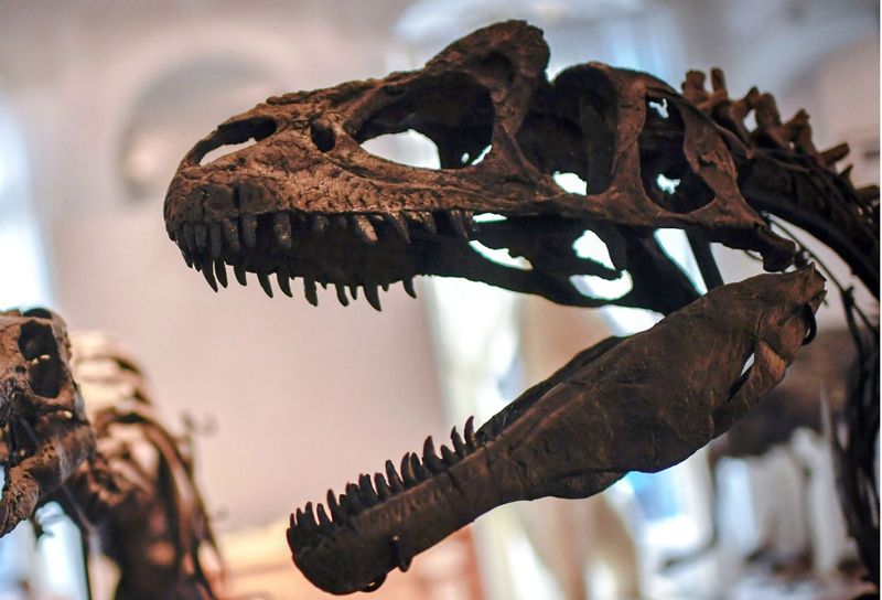 Macrocollum Itaquii: The Dinosaur That Changed Everything