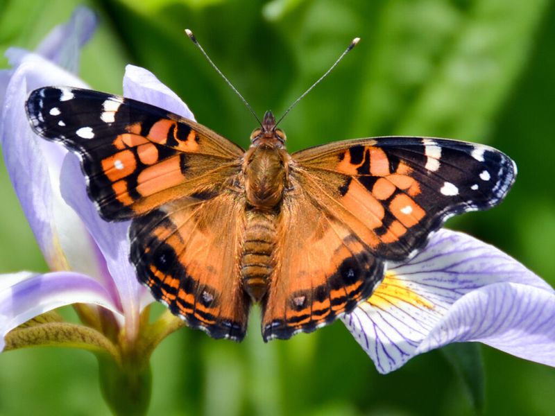 Life Cycle: From Egg To Butterfly