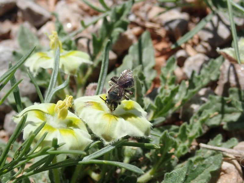 Conservation Efforts For Andrena Androfovea