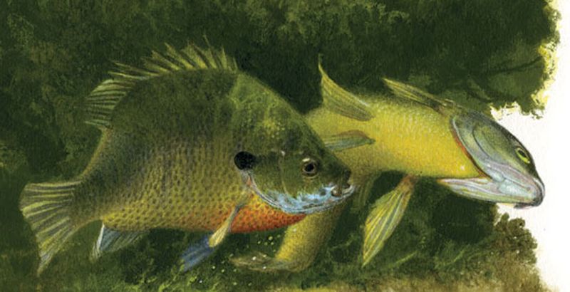 Shallow Beds Signal Spawning Season