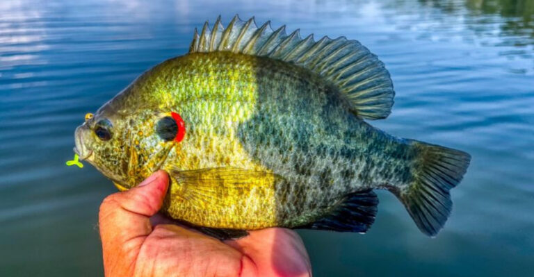 How Anglers Catch Big Redears In Shallow Water