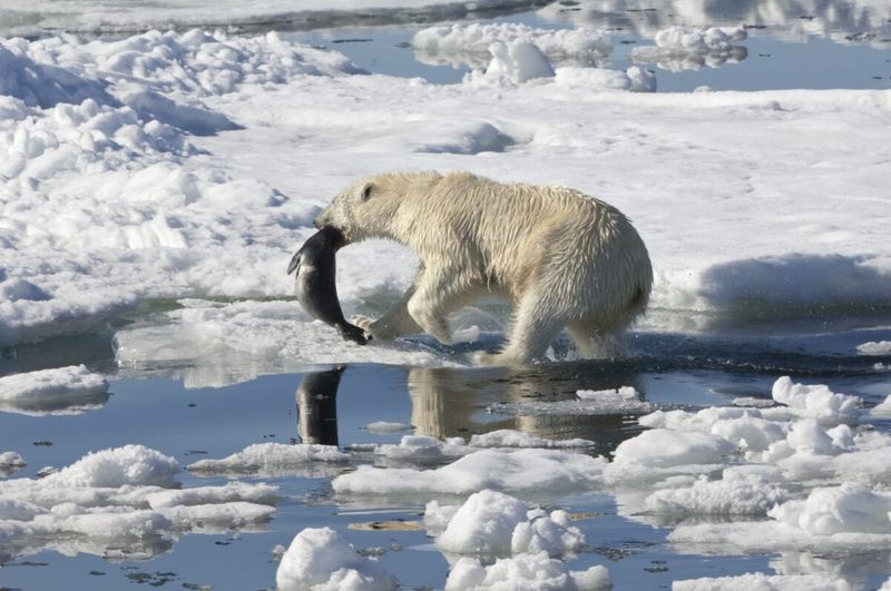 Polar Bears' Invisible Hunting Advantage