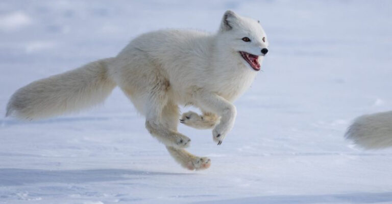 How Arctic’s Top Predators Rule The Harshest Land And Ocean Battles