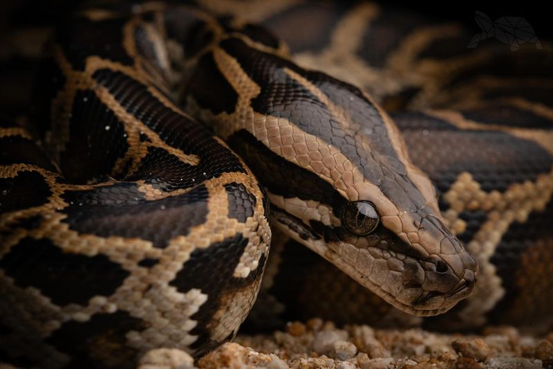 What Role Do Wildlife Biologists Play In The Process?