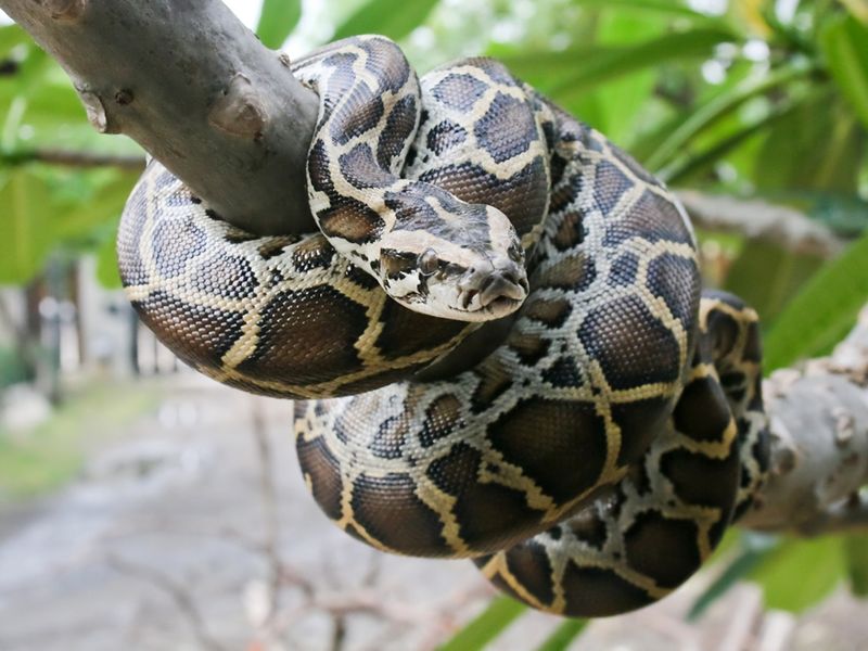 What Methods Do Snake Trackers Use To Remove Pythons?