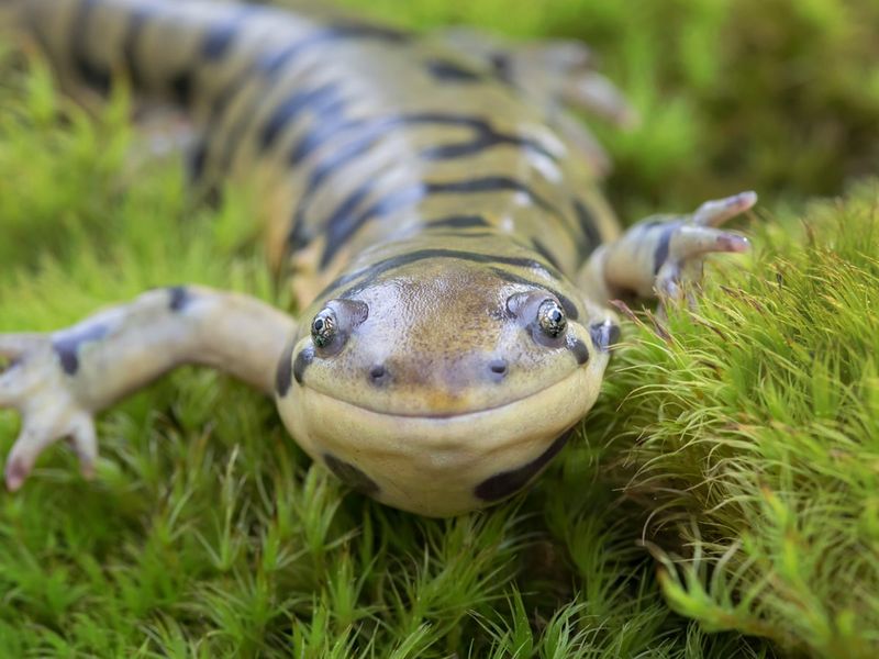 What Makes Limb Regrowth Possible In Some Species?