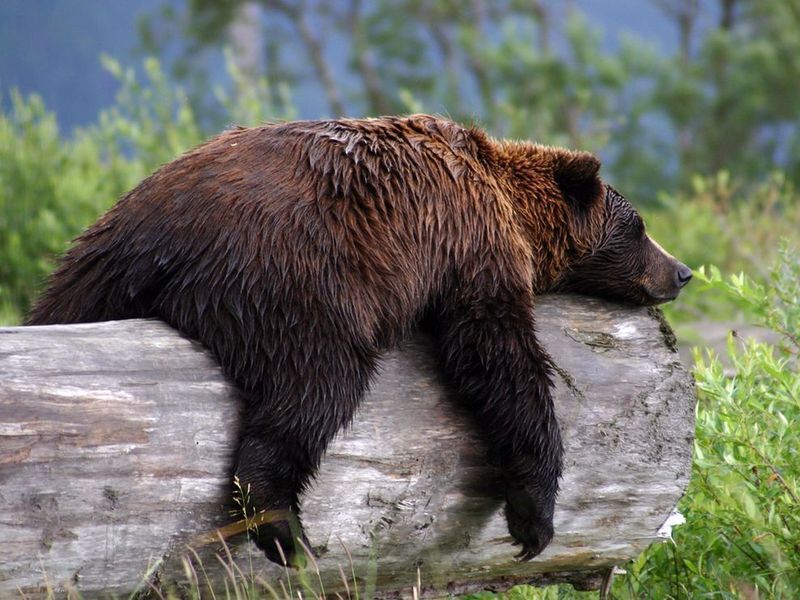 Why Bears Sleep So Much After Feasting
