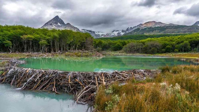 The Science Behind Beaver Dams And Flood Control