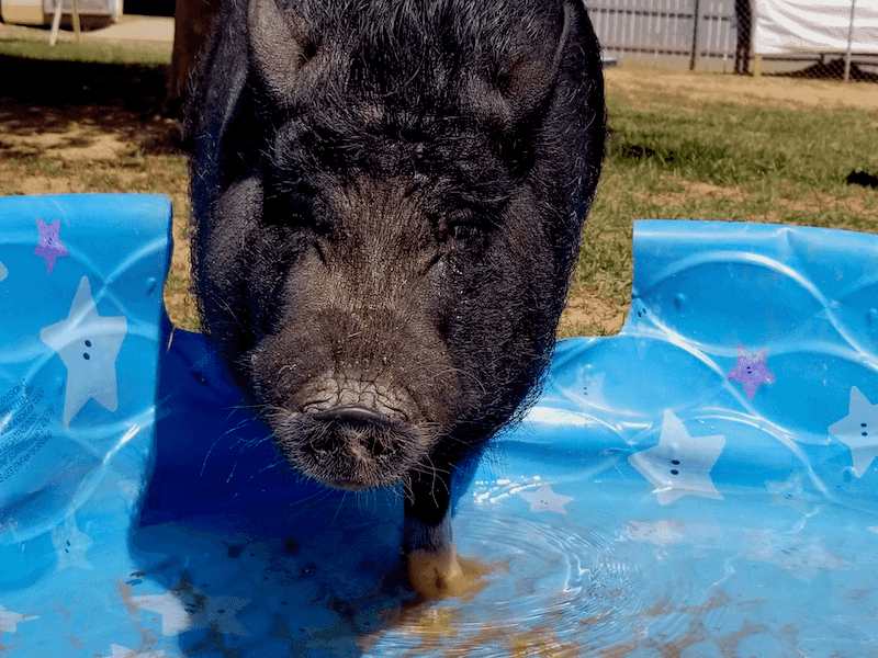 Miniature Pig Growth Stages: What To Expect As They Mature