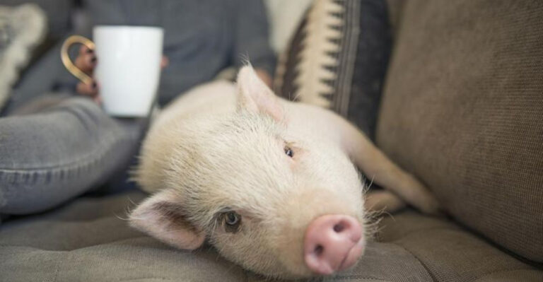 How Big Can Miniature Pigs Get? The ‘Teacup’ Pig Might Be Bigger Than Expected