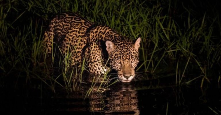 How Big Cats Adjust Their Diets In Response To Habitat Changes