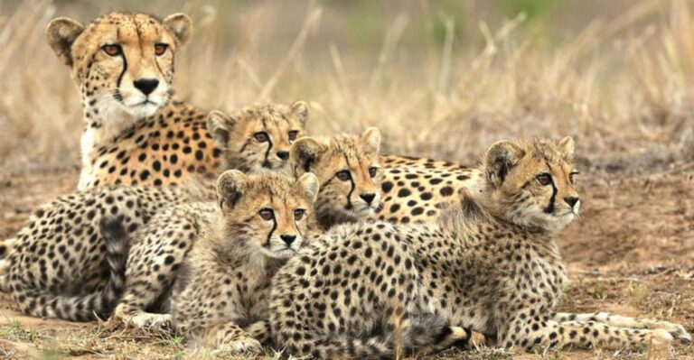 How Big Cats Thrive In Protected Wildlife Reserves