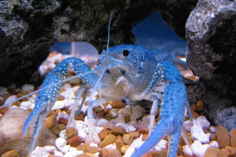 Why Their Behavior Sets Them Apart From Other Tank Mates