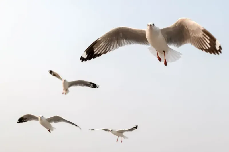 Landing Gear: Those Amazing Feet