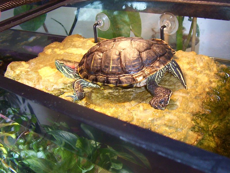 Red-Eared Slider Care: What You Need To Know