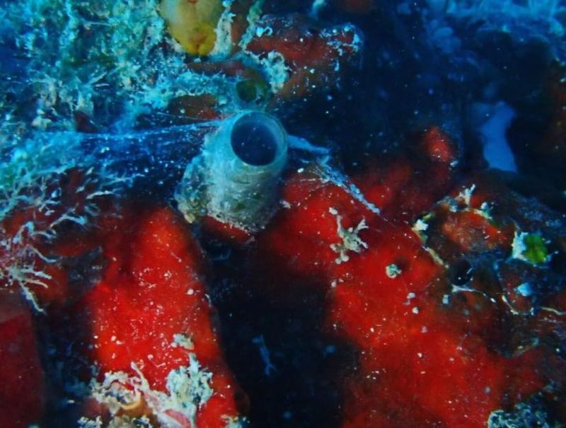 Understanding The Behavior Of Cayo Margarita In The Wild