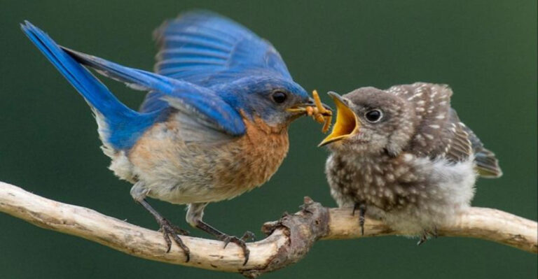 How Changing Seasons Affect Bird Diets